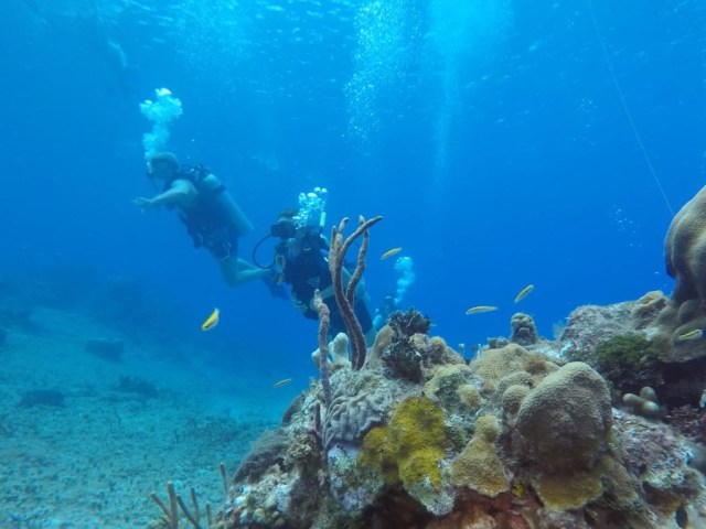 Cozumel - Paraiso reef