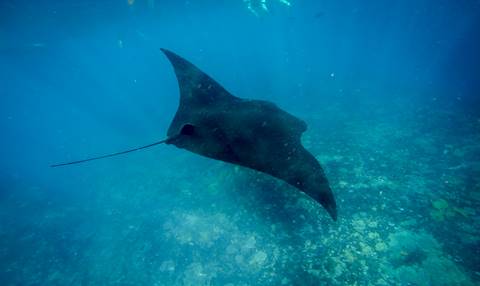 Manta Rays